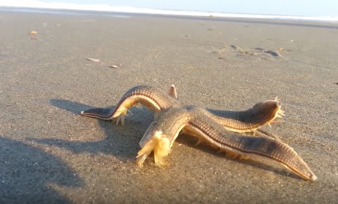 Люди любовались прибоем, когда из воды появилась морская звезда, выпустила ноги и ушла в лес. Видео океана, Группа, скорость, «идет», высока, достаточно, звезды, морской, передвижения, образомНа, видео, миллиметров, неожиданным, совершенно, действовать, глубин, обитатель, прилива, примерно, секунду