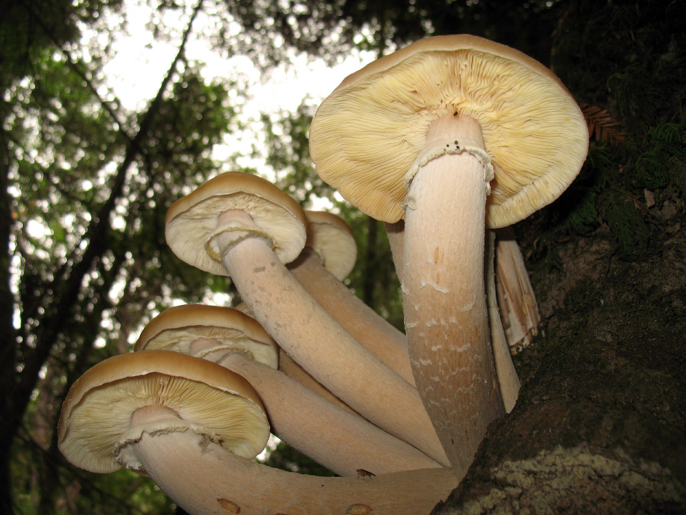 Armillaria solidipes