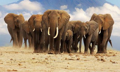 Слон африканский и индийский слон: основные различия и сходства