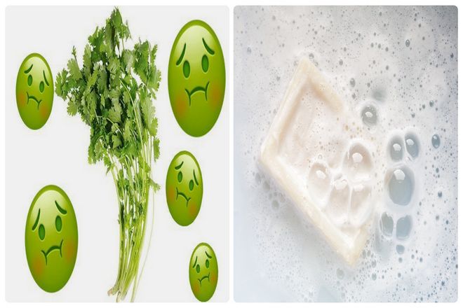 Принято считать, что чувство вкуса зависит от обоняния. Хотя в целом это верно, конкретные процентные соотношения - например, "75% вкуса происходит от запаха" или "90% вкуса происходит от запаха" - не имеют под собой никакой научной основы.