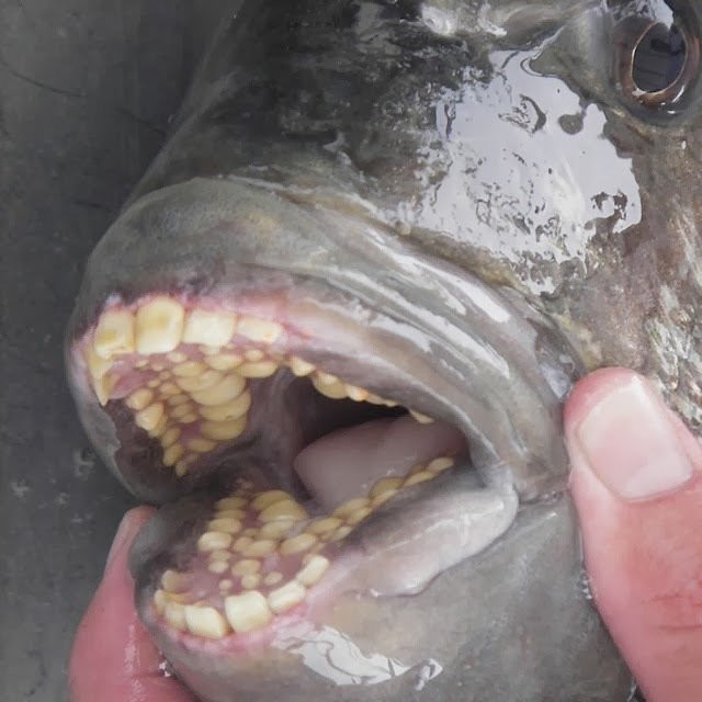 А вот еще и морская рыбка с человечьими зубками! в мире животных, зубы, фото
