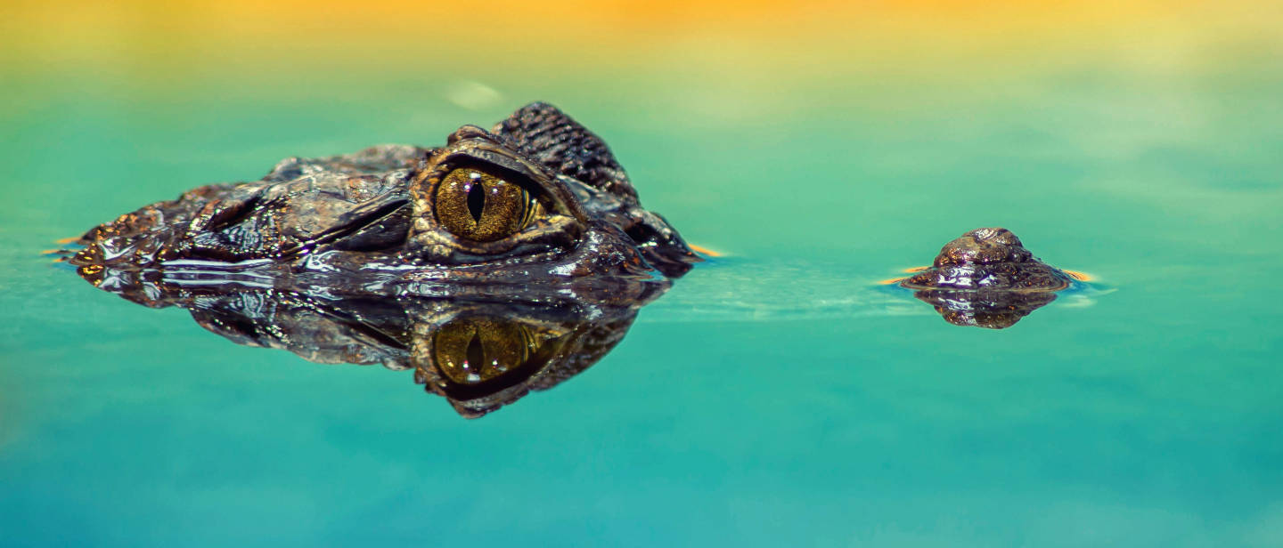 Рыбак закинул удочку и сразу включил мотор: вместо рыбы наверх вылез крокодил