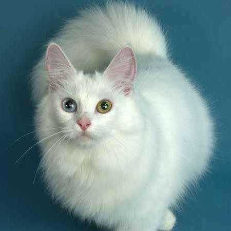 http://pets.academ.info/files/u9/angora.jpg