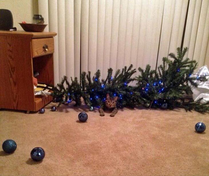 кошки ненавидят рождество, кошки ненавидят Новый год
