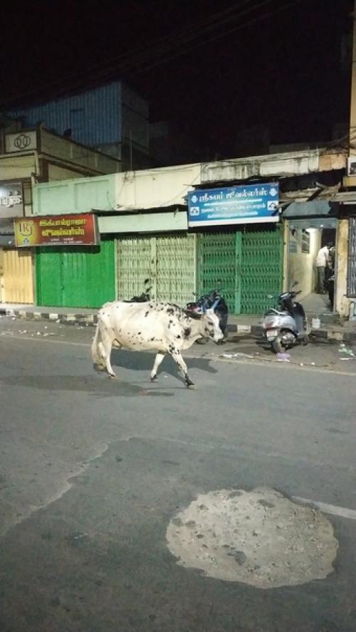 Корова в индуизме как священное животное почитается.