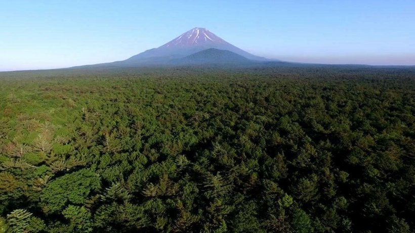Для чего в Японии посадили лес в форме кругов 