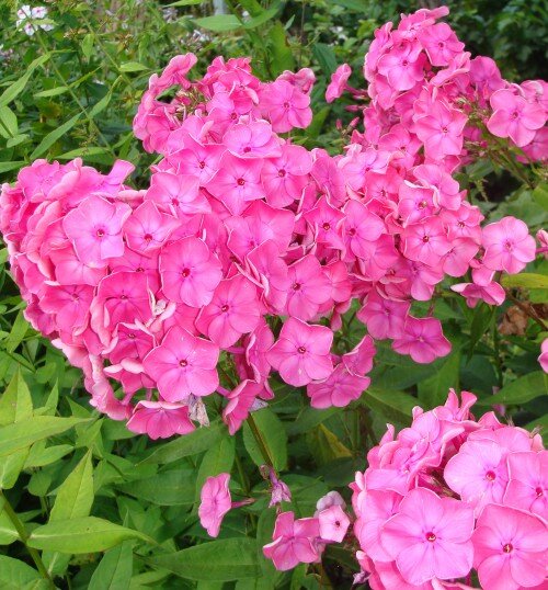 Флоксы зацвели! 10 интересных фактов о любимом цветке дача,сад и огород,цветоводство