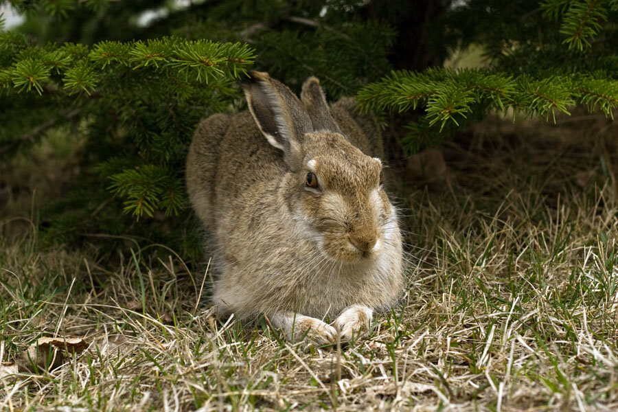Если заяц увидит, что охотник или хищник близится к разгадке той шарады, что он загадал, он выждет момент, когда потенциально опасный товарищ повернётся спиной, после чего тихо улизнёт. 