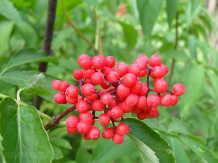 10 красивых растений, которые нельзя сажать у себя в саду ни в коем случае 10 красивых растений, которые нельзя сажать у себя в саду ни в коем случае цветы