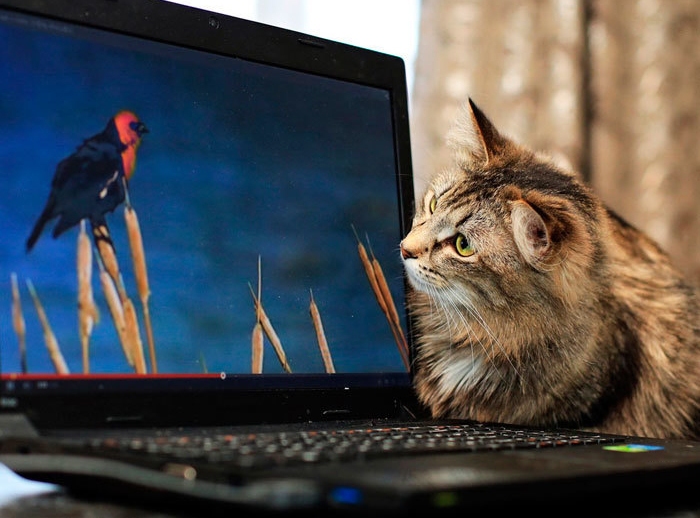 как технологии изменили жизнь кошек