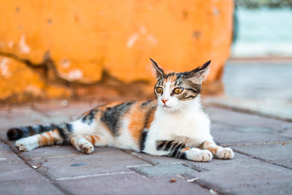 Загадочное мур и мяу: как понять язык вашей кошки домашние животные,наши любимцы