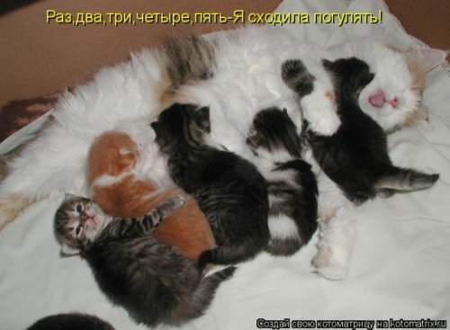 Детская котоматрица (17 шт)