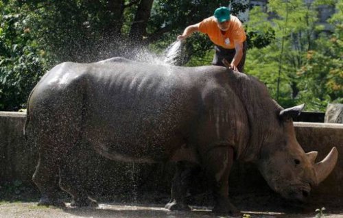 По сравнению с этими животными человек не такой уж большой По сравнению с этими животными человек не такой уж большой