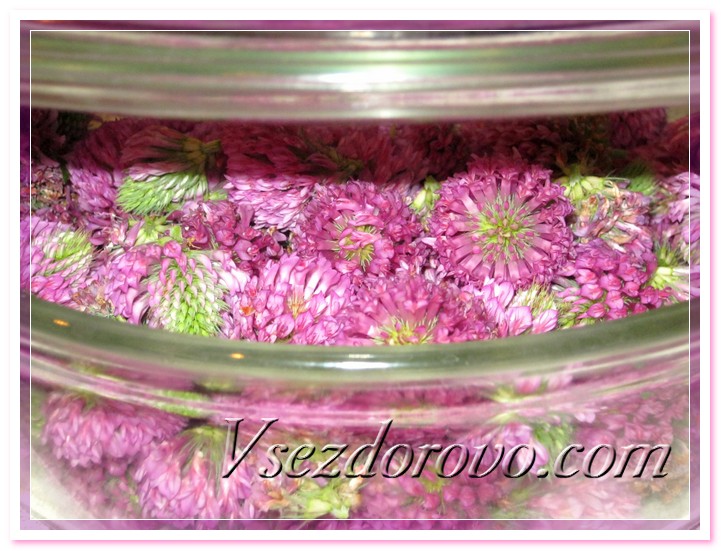 промытые соцветия клевера укладываем в кастрюлю или же на решетку пароварки