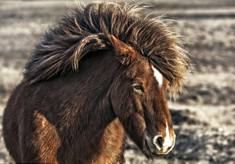 Лошади, которых вы видите на этих снимках, живут в горах Исландии, и они свободны, как ветер. животные фотографии, лошадь