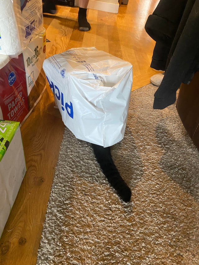 Фотография: 22 уморительных фото простых кошачьих будней №17 - BigPicture.ru