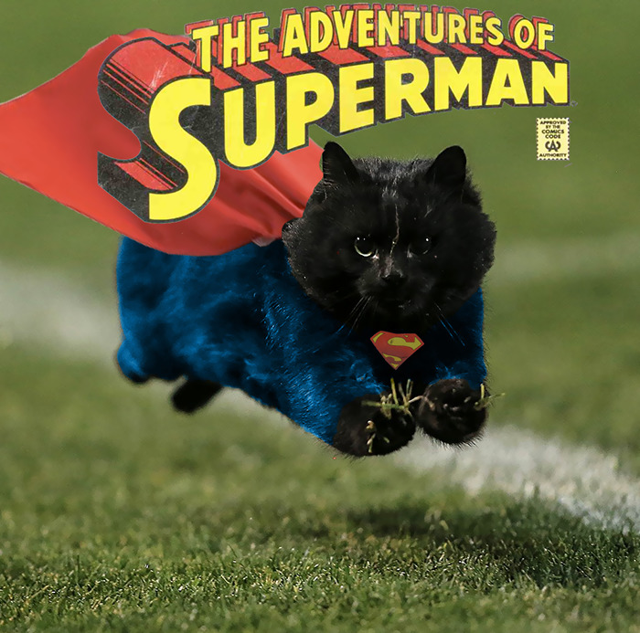 кошка выбежала на поле и прервала регби