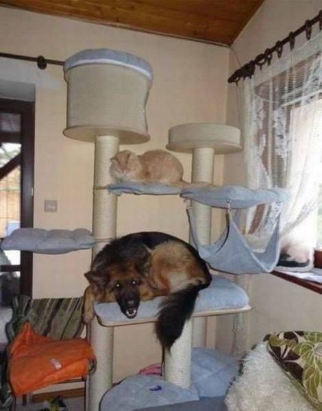 Забавные картинки и фото-приколы (47 шт)