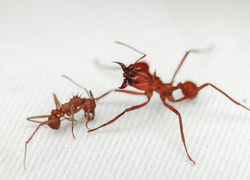 У муравьев-листорезов Acromyrmex echinatior обнаружили броню