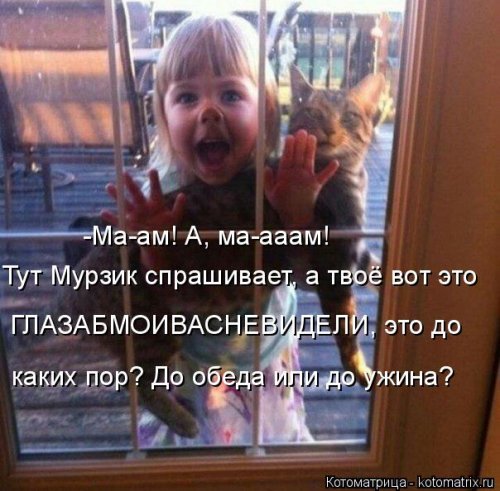 Свежая котоматрица для всех (31 шт)