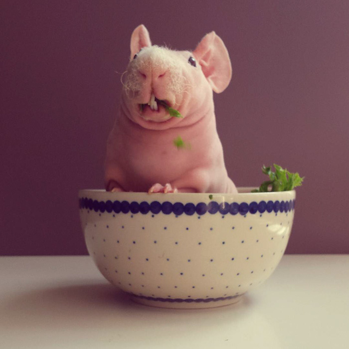 лысая морская свинка позирует с едой