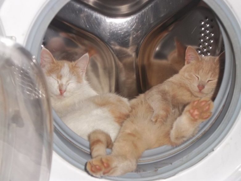 Очаровательные котики