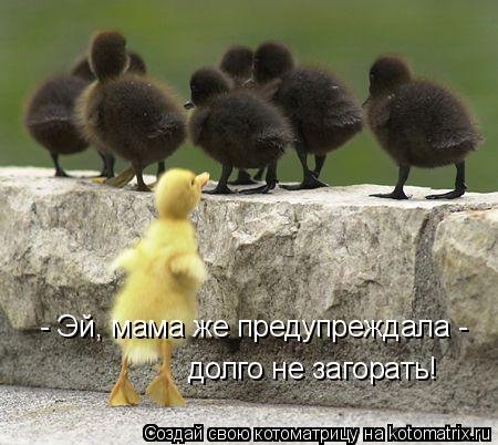 Детская котоматрица (17 шт)