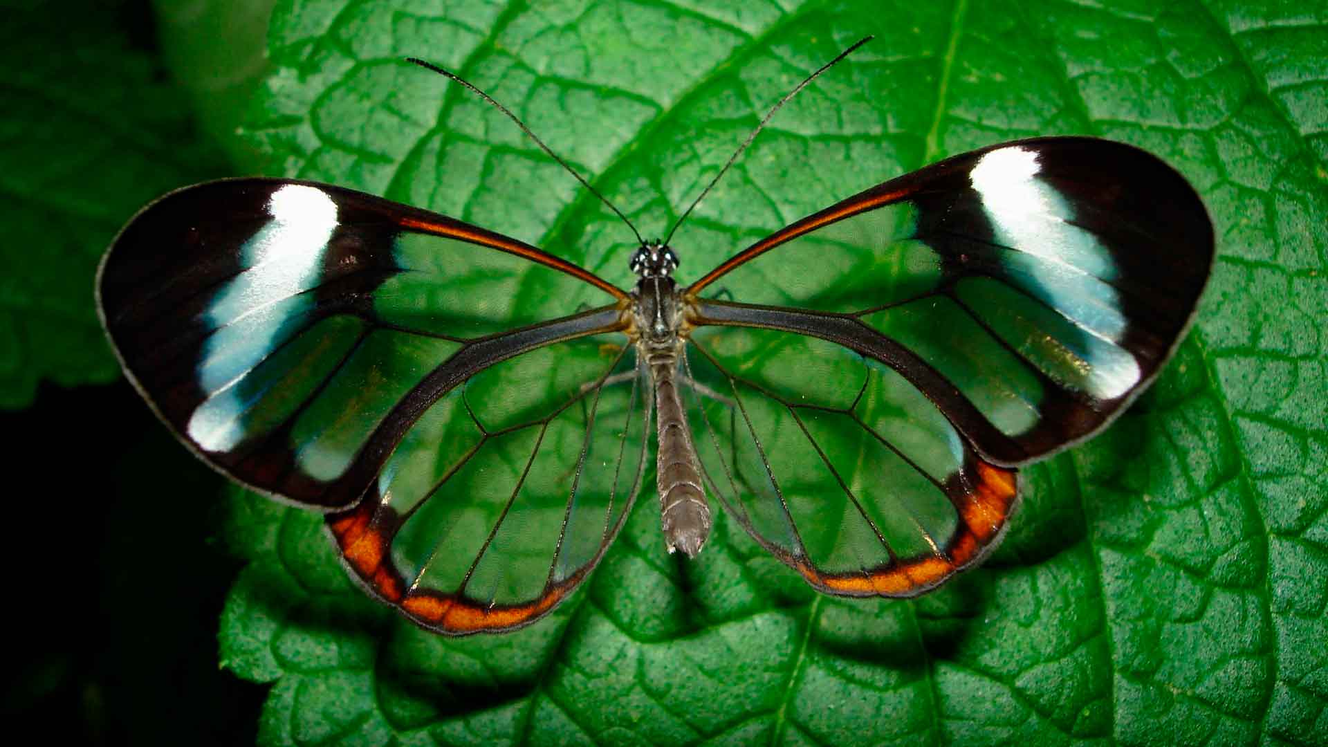 Как выглядит стеклянная бабочка