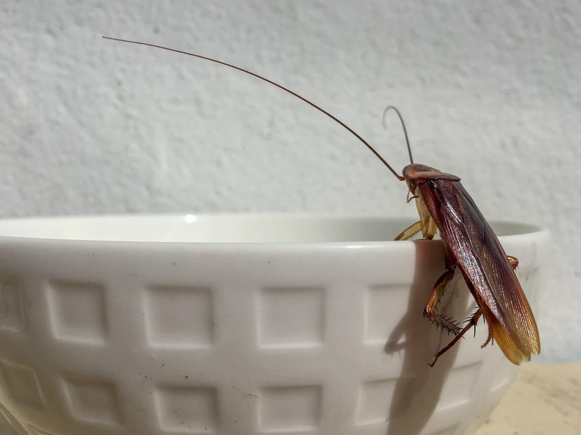 Как избавиться от тараканов: обзор всех доступных средств вредители,домашнее хозяйство,полезные советы,тараканы