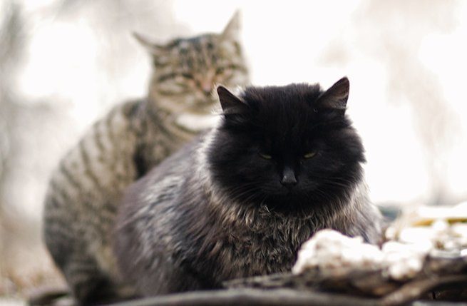 Очаровательные котики