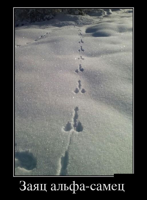 Порция демотиваторов на любой вкус 