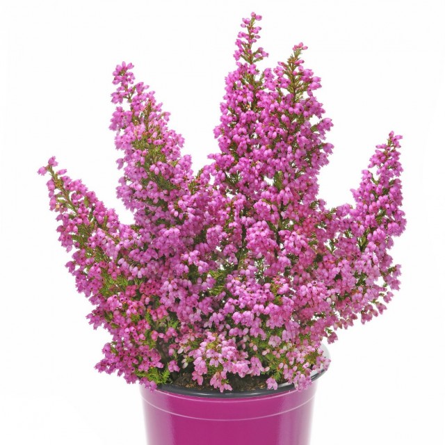 Эрика изящная (Erica gracilis)