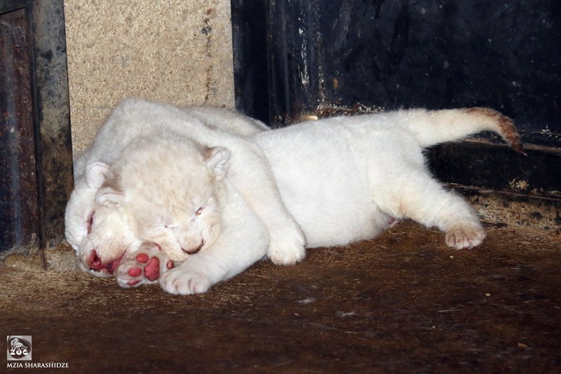 В зоопарке Тбилиси львица Клеопатра родила троих белоснежных львят жизнь, зоопарк, львята