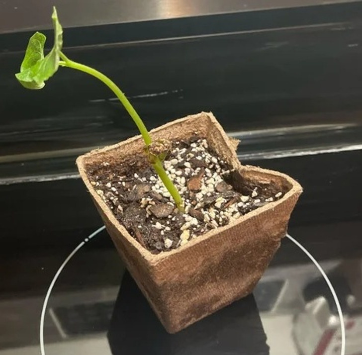 15+ растений, при виде которых у пользователей возникает только один вопрос: «Что ты такое?» Reddit«Что, RedditЭто, штука, растение, за растение, Reddit, Может, немного, штуки, растет, похожа, нужно, RedditЭта, чтобы, очень, красивые, может, Reddit«Моя, 15 лет, в саду