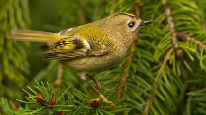 Птица королёк желтоголовый: описание, вес, голос и интересные факты