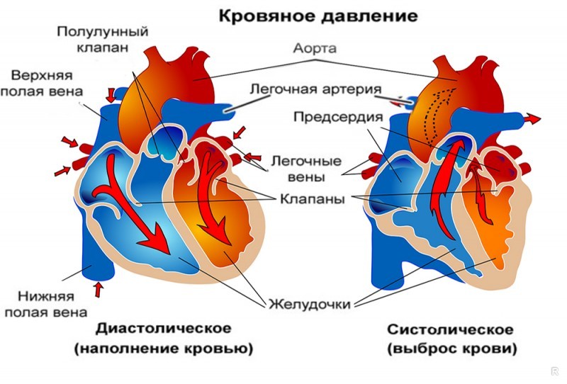 Давление у человека верхнее и нижнее. Давление в сосудах сердца. Нижний артериальный желоб. О чем говорит верхнее давление. Какое давление в сердечной сумке.