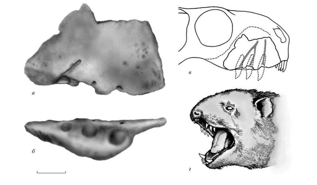 Мегавайтсия (лат. Megawhaitsia patrichae) — ядовитый медведеящер
