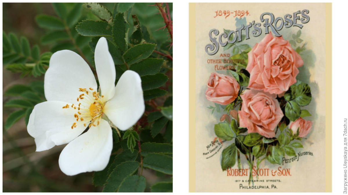 Старинные садовые розы дача,сад и огород,старинные розы,цветоводство