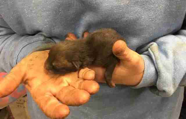 Fox cub who was mistaken to be puppies