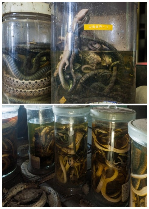 В запаснике Научно-исследовательского института змей хранилось огромное количество экспонатов и подопытных особей (Япония).