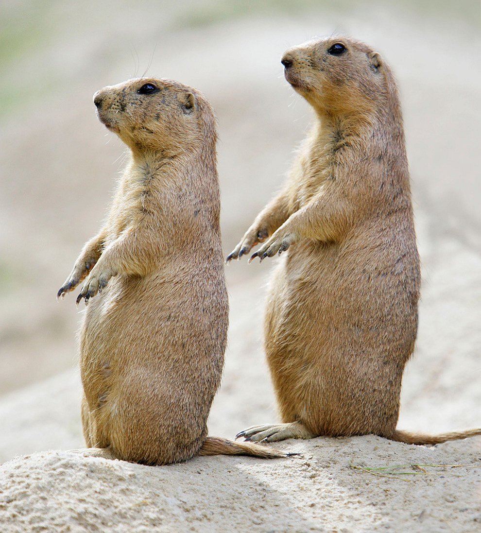 Танцующие животные животные,Путешествия,фото