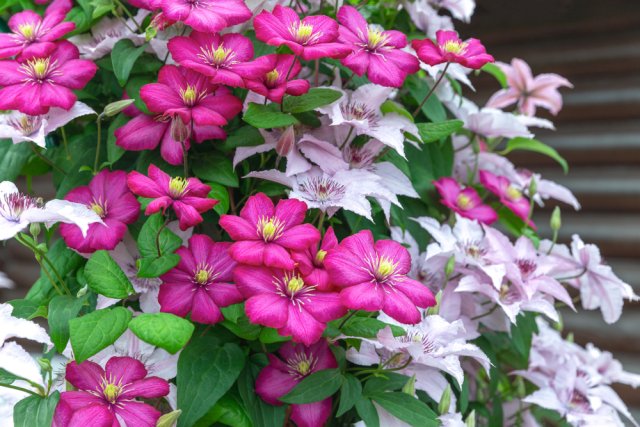 Клематисы с розовыми и лиловыми цветками