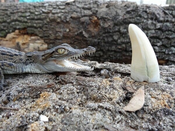 4. Новорожденный крокодильчик рядом с зубом взрослого сородича в мире, вещи, интересно, познавательно, размер, фото