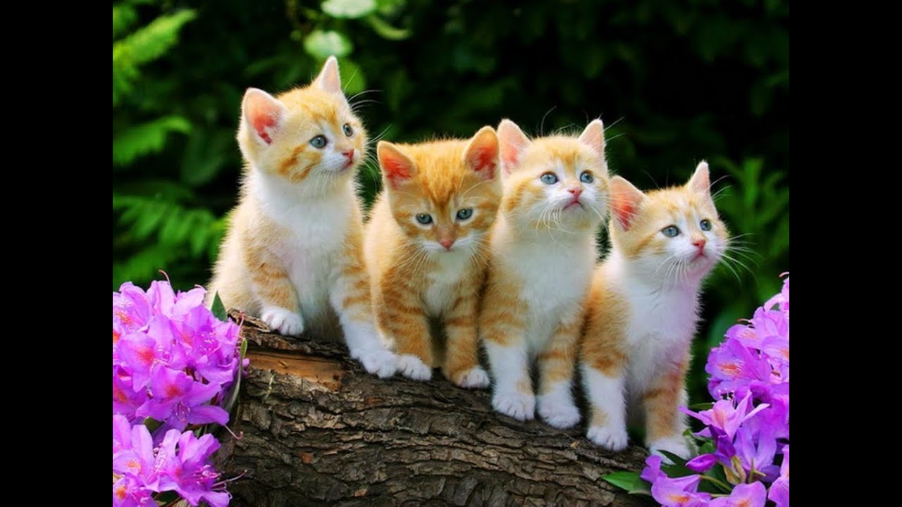 Мыша Мыша не всё так грустно