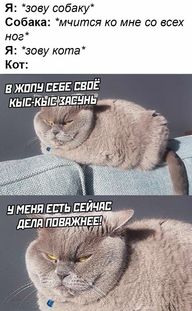 - И где ты так долго шлялся??? - Да вот зашел в магазин купить пива... Мужчина, мужчин, Вовочке, такого, мужчина, продаст, замуж, трудом, мимими, говори, сеансы, расслабляющего, мурчания, внезапно, приволоченная, подъезде»Кошка, огромная, треска, добытая, соседском