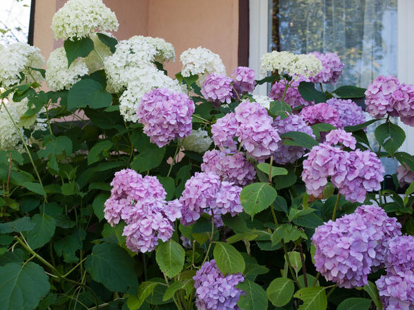 Гортензия древовидная (Hydrangea arborescens), сорт Annabelle