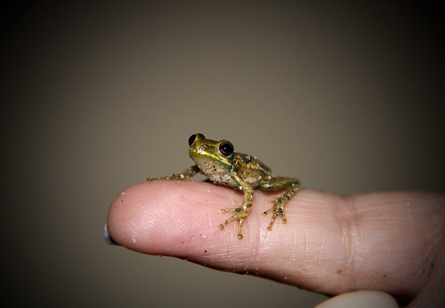 5 самых маленьких лягушек в мире