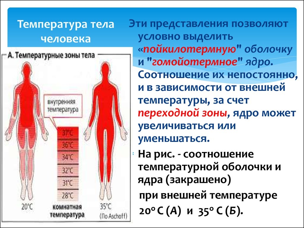 Осложнения повышения температуры. Температура тела человека. Температура тела человке. Температура ядра и оболочки тела. Внутренняя температура человека.