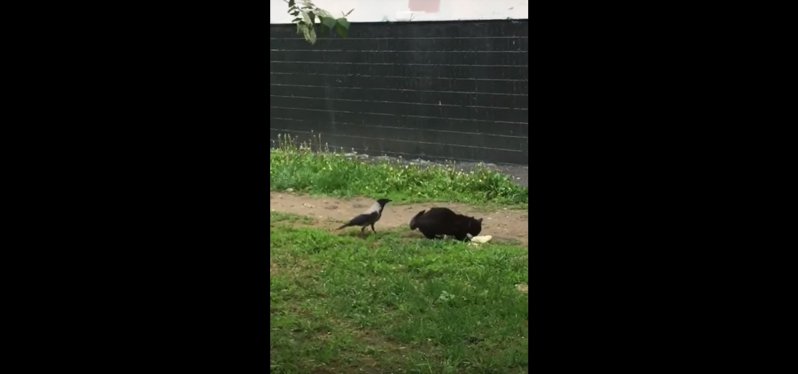 Ворона настойчиво требует кота поделиться с ним лакомством видео, ворон, животные, кот