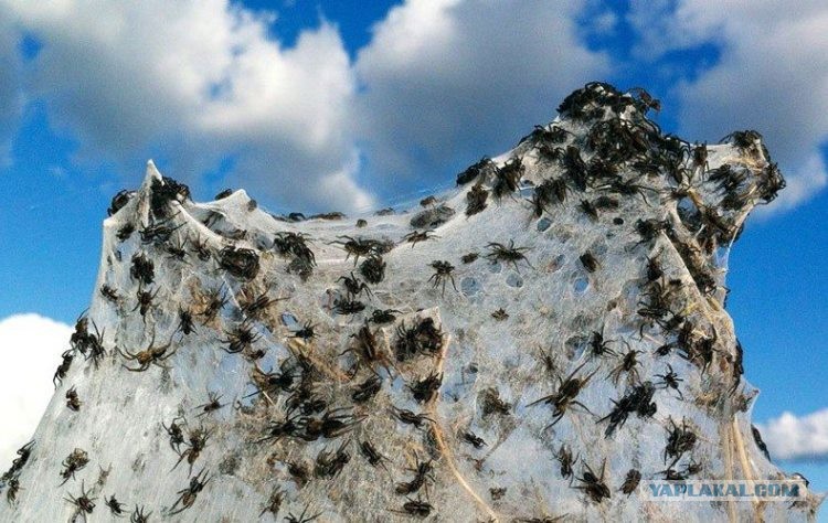 В Австралию ни ногой! В Австралию ни ногой! поездка,страны,туризм,турист